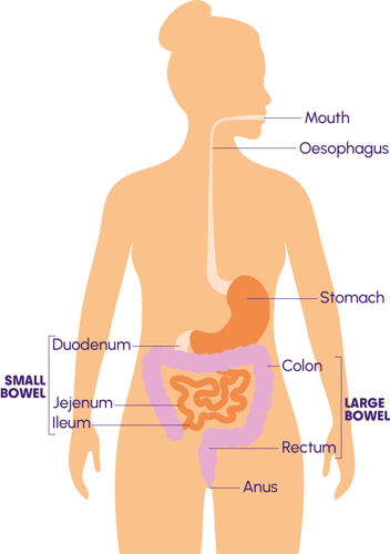 Image of the body showing the locations of the mouth, oesophagus, stomach, small and large bowel and anus.