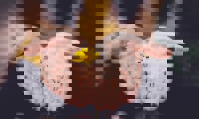 Holding dandelion in hands