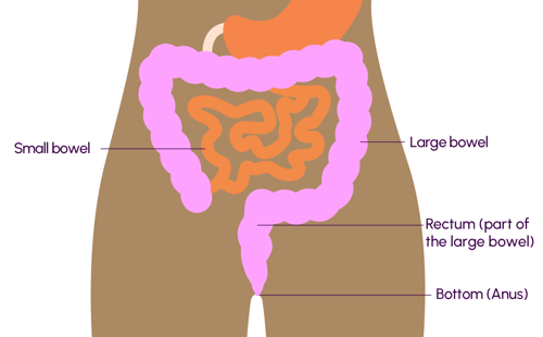 A diagram showing the large and small bowel, rectum and anus.