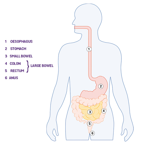 Digestion graphic