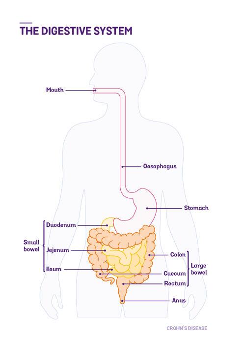 diagram of the gut