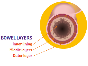 bowel layers