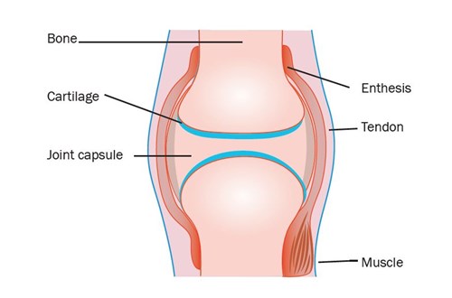 diagram of a joint